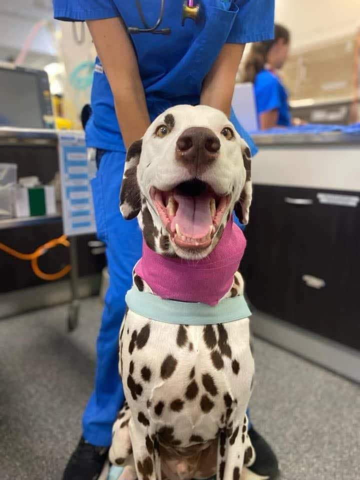 Case Study: Severe Biliary Tract Obstruction Case Study: Severe Biliary Tract Obstruction